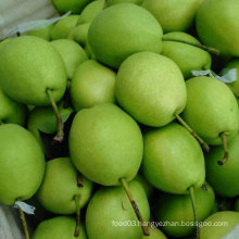 Green Color of New Crop Shandong Pear